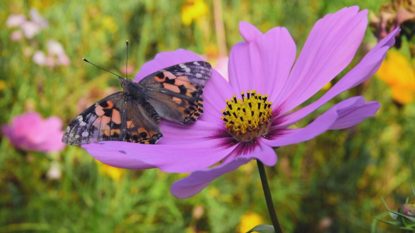 Painted Ladies NaturVision