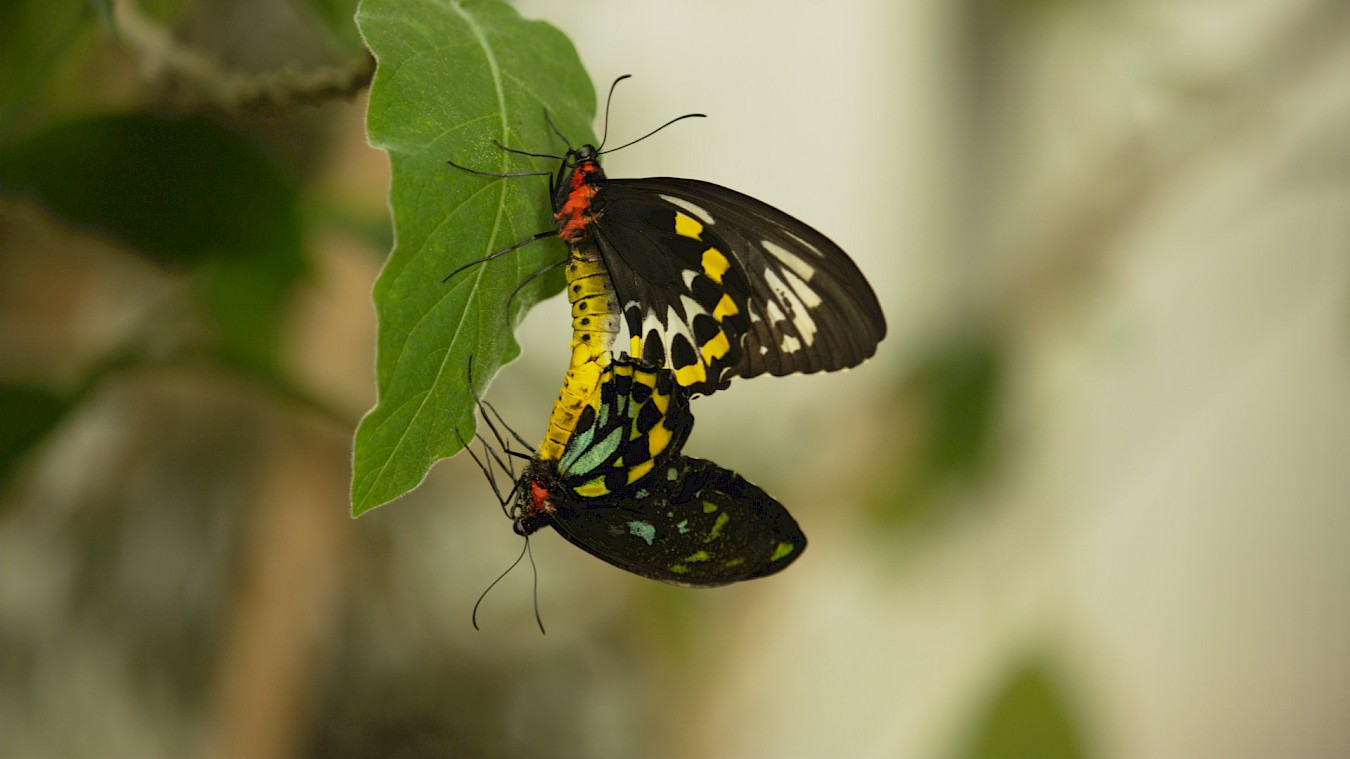 Sex, Lies and Butterflies – Wunderwesen Schmetterling | NaturVision